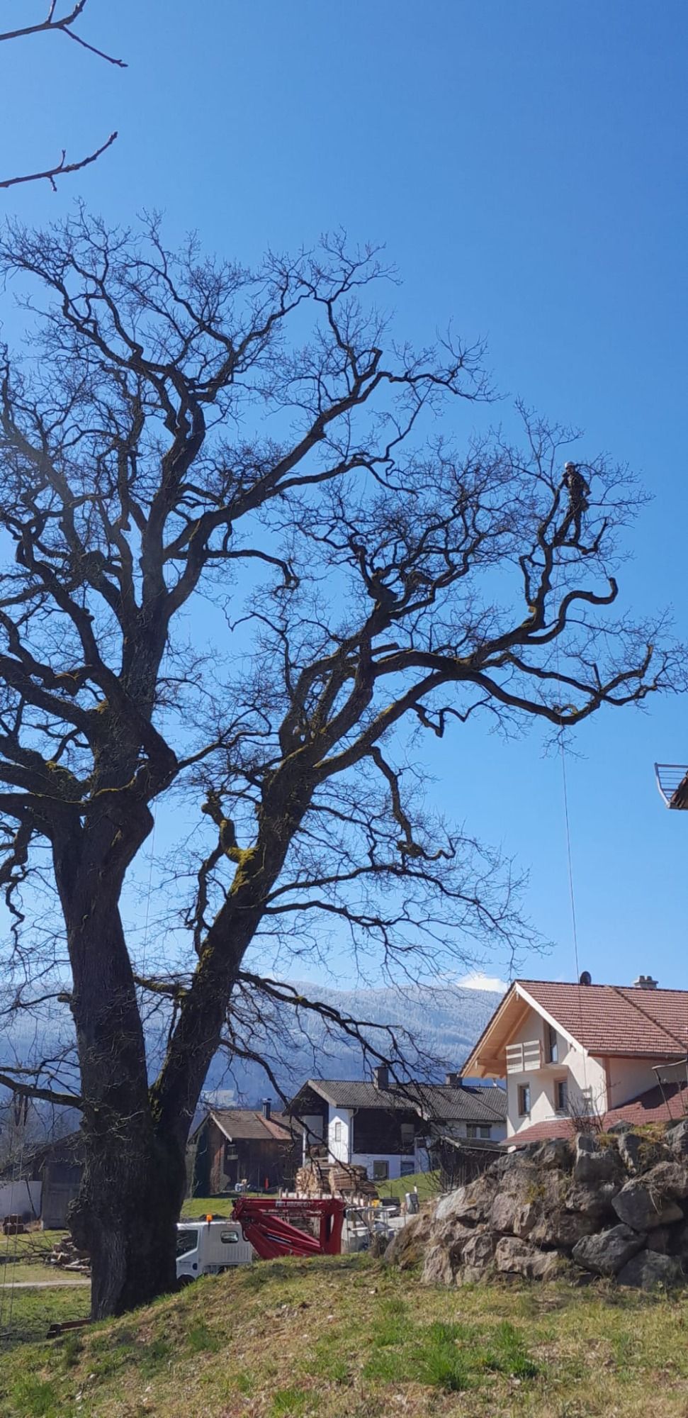 Kletternder Zugang in die weit ausladende Krone einer alten Eiche.