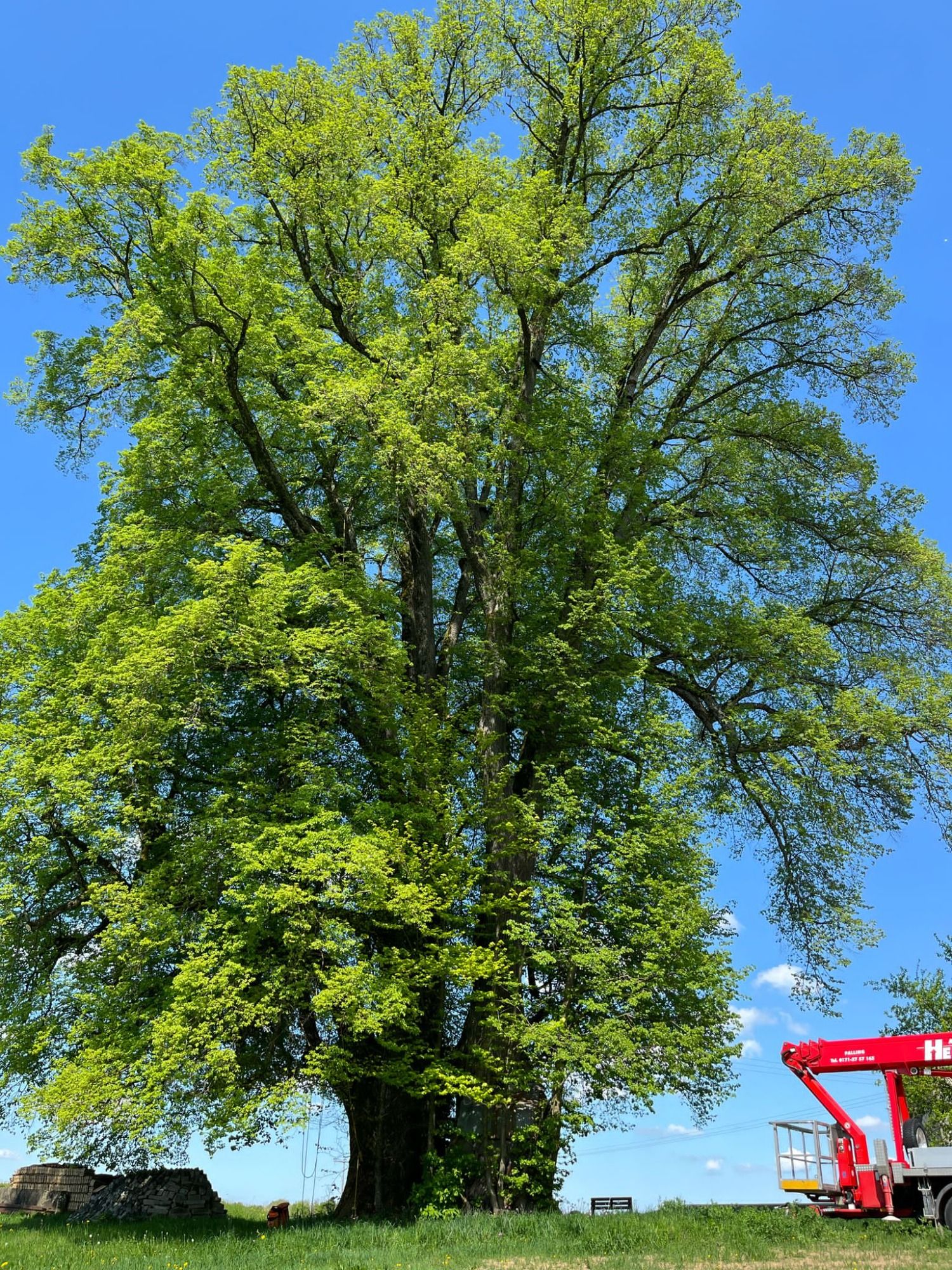 Großer, vitaler Laubbaum mit dichter grüner Krone
