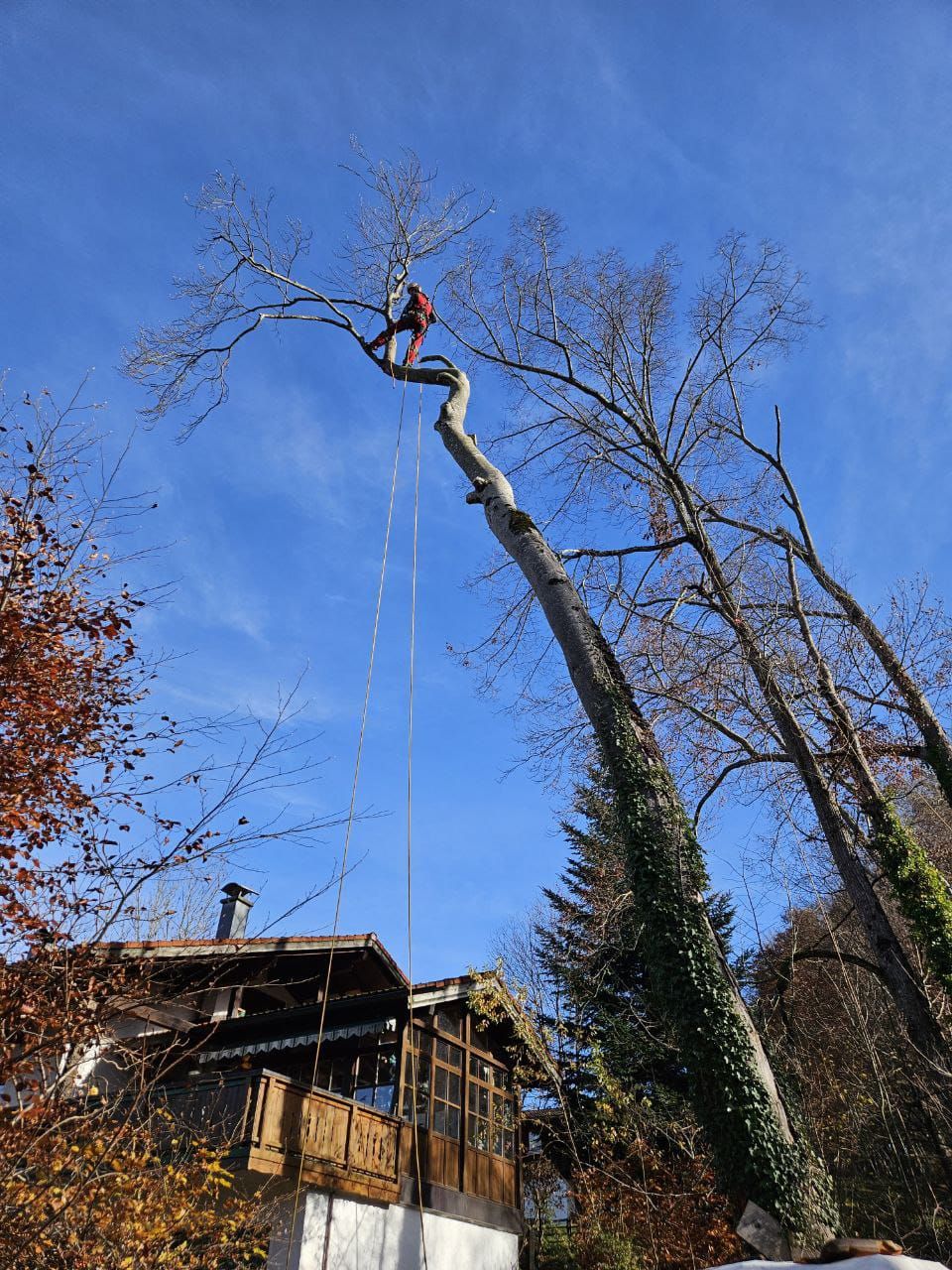 Stückweiser Rückbau einer hohen Buche in Seilklettertechnik über einem Wohnhaus.