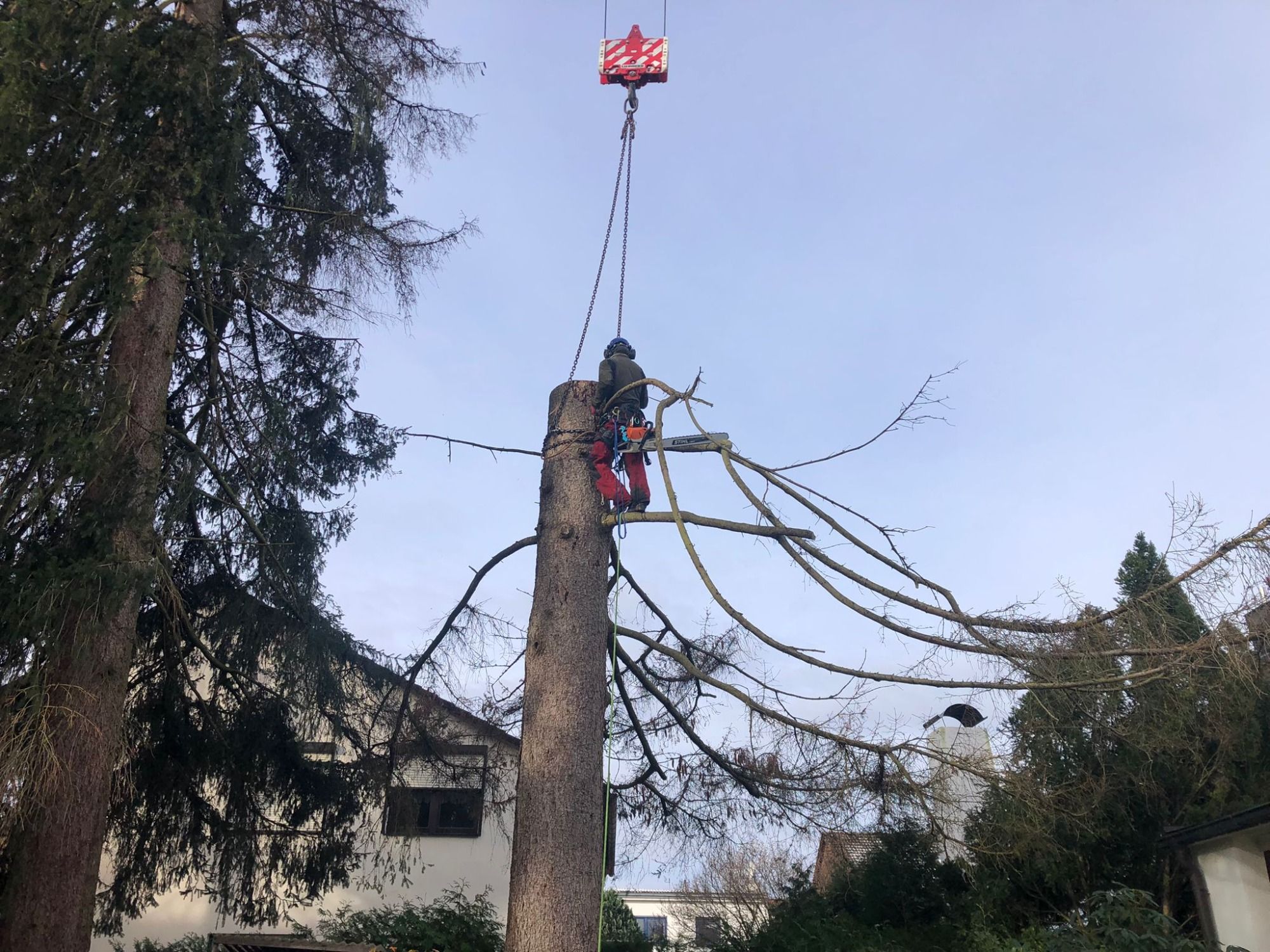 Kranunterstützter Rückbau eines Nadelbaums in beengter Lage.